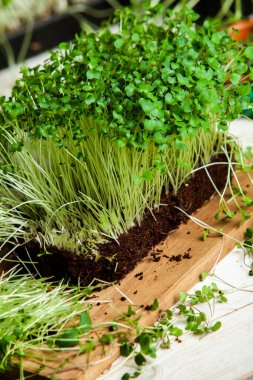 Mikro yeşillikler, özellikle salatalarda, yiyecek olarak kullanılan rogula, dereotu, lahana ya da doru gibi çeşitli bitkilerin küçük filizleri.. 