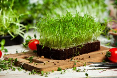 Mikro yeşillikler, özellikle salatalarda, yiyecek olarak kullanılan rogula, dereotu, lahana ya da doru gibi çeşitli bitkilerin küçük filizleri.. 