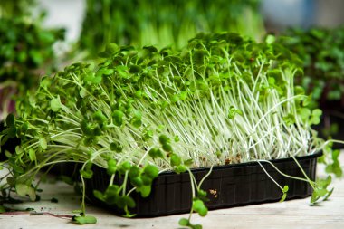 Mikro yeşillikler, özellikle salatalarda, yiyecek olarak kullanılan rogula, dereotu, lahana ya da doru gibi çeşitli bitkilerin küçük filizleri.. 