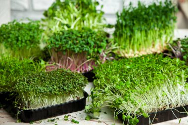 Mikro yeşillikler, özellikle salatalarda, yiyecek olarak kullanılan rogula, dereotu, lahana ya da doru gibi çeşitli bitkilerin küçük filizleri.. 