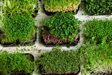 Mikro yeşillikler, özellikle salatalarda, yiyecek olarak kullanılan rogula, dereotu, lahana ya da doru gibi çeşitli bitkilerin küçük filizleri.. 