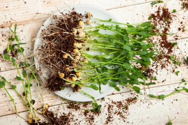 Mikro yeşillikler, özellikle salatalarda, yiyecek olarak kullanılan rogula, dereotu, lahana ya da doru gibi çeşitli bitkilerin küçük filizleri.. 