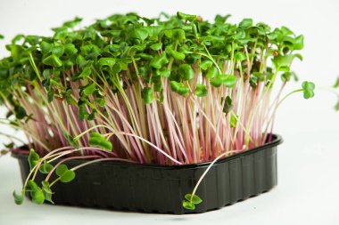 Mikro yeşiller mükemmel taze sebzeler, otlar ve yeşiller yüksek seviyede antioksidan, vitamin, mineral ve enzimler içeriyor..