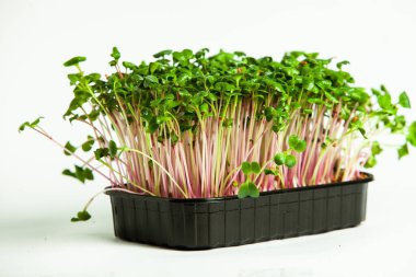 Mikro yeşiller mükemmel taze sebzeler, otlar ve yeşiller yüksek seviyede antioksidan, vitamin, mineral ve enzimler içeriyor..