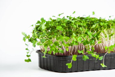 Mikro yeşiller mükemmel taze sebzeler, otlar ve yeşiller yüksek seviyede antioksidan, vitamin, mineral ve enzimler içeriyor..