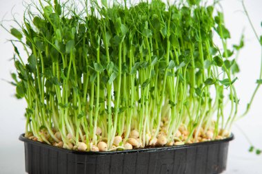 Mikro yeşiller mükemmel taze sebzeler, otlar ve yeşiller yüksek seviyede antioksidan, vitamin, mineral ve enzimler içeriyor..