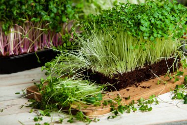 Mikro yeşiller mükemmel taze sebzeler, otlar ve yeşiller yüksek seviyede antioksidan, vitamin, mineral ve enzimler içeriyor..