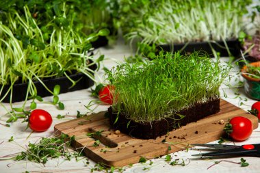 Mikro yeşiller mükemmel taze sebzeler, otlar ve yeşiller yüksek seviyede antioksidan, vitamin, mineral ve enzimler içeriyor..