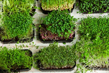 Mikro yeşiller mükemmel taze sebzeler, otlar ve yeşiller yüksek seviyede antioksidan, vitamin, mineral ve enzimler içeriyor..