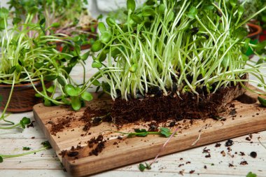 Mikro yeşiller mükemmel taze sebzeler, otlar ve yeşiller yüksek seviyede antioksidan, vitamin, mineral ve enzimler içeriyor..