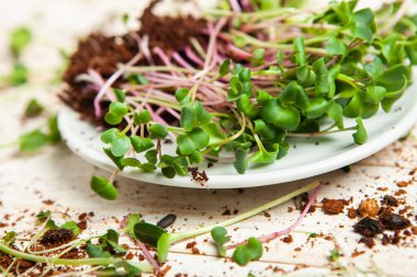 Mikro yeşiller mükemmel taze sebzeler, otlar ve yeşiller yüksek seviyede antioksidan, vitamin, mineral ve enzimler içeriyor..