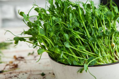 Mikro yeşiller mükemmel taze sebzeler, otlar ve yeşiller yüksek seviyede antioksidan, vitamin, mineral ve enzimler içeriyor..