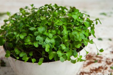 Mikro yeşiller mükemmel taze sebzeler, otlar ve yeşiller yüksek seviyede antioksidan, vitamin, mineral ve enzimler içeriyor..