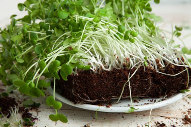 Mikro yeşiller mükemmel taze sebzeler, otlar ve yeşiller yüksek seviyede antioksidan, vitamin, mineral ve enzimler içeriyor..