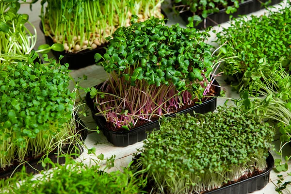 Micro greens perfect fresh vegetables, herbs and greens with high levels of antioxidants, vitamins, minerals and enzymes.