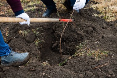 Ağaç dikme, genellikle ormancılık, arazi ıslahı veya peyzaj amaçlı ağaç fidelerini nakletme sürecidir.