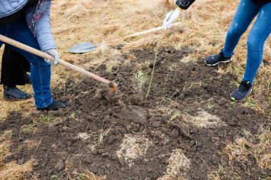Ağaç dikme, genellikle ormancılık, arazi ıslahı veya peyzaj amaçlı ağaç fidelerini nakletme sürecidir.