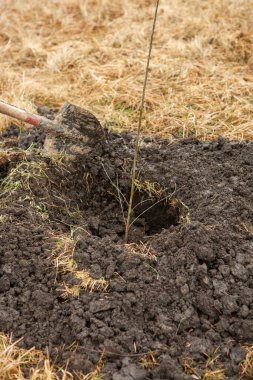 Ağaç dikme, genellikle ormancılık, arazi ıslahı veya peyzaj amaçlı ağaç fidelerini nakletme sürecidir.