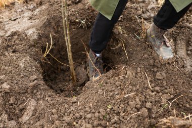 Ağaç dikme, genellikle ormancılık, arazi ıslahı veya peyzaj amaçlı ağaç fidelerini nakletme sürecidir.
