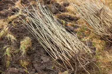 Ağaç dikme, genellikle ormancılık, arazi ıslahı veya peyzaj amaçlı ağaç fidelerini nakletme sürecidir.