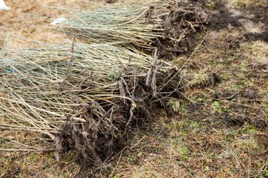 Ağaç dikme, genellikle ormancılık, arazi ıslahı veya peyzaj amaçlı ağaç fidelerini nakletme sürecidir.