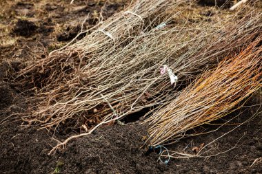 Ağaç dikme, genellikle ormancılık, arazi ıslahı veya peyzaj amaçlı ağaç fidelerini nakletme sürecidir.