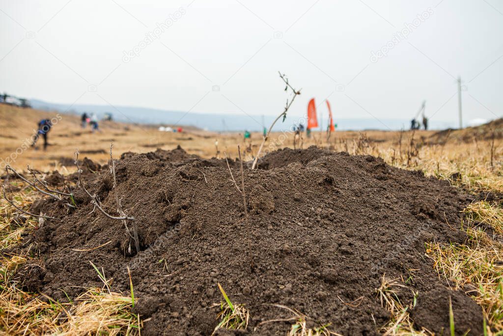 Tree planting is the process of transplanting tree seedlings, generally for forestry, land reclamation, or landscaping purpose