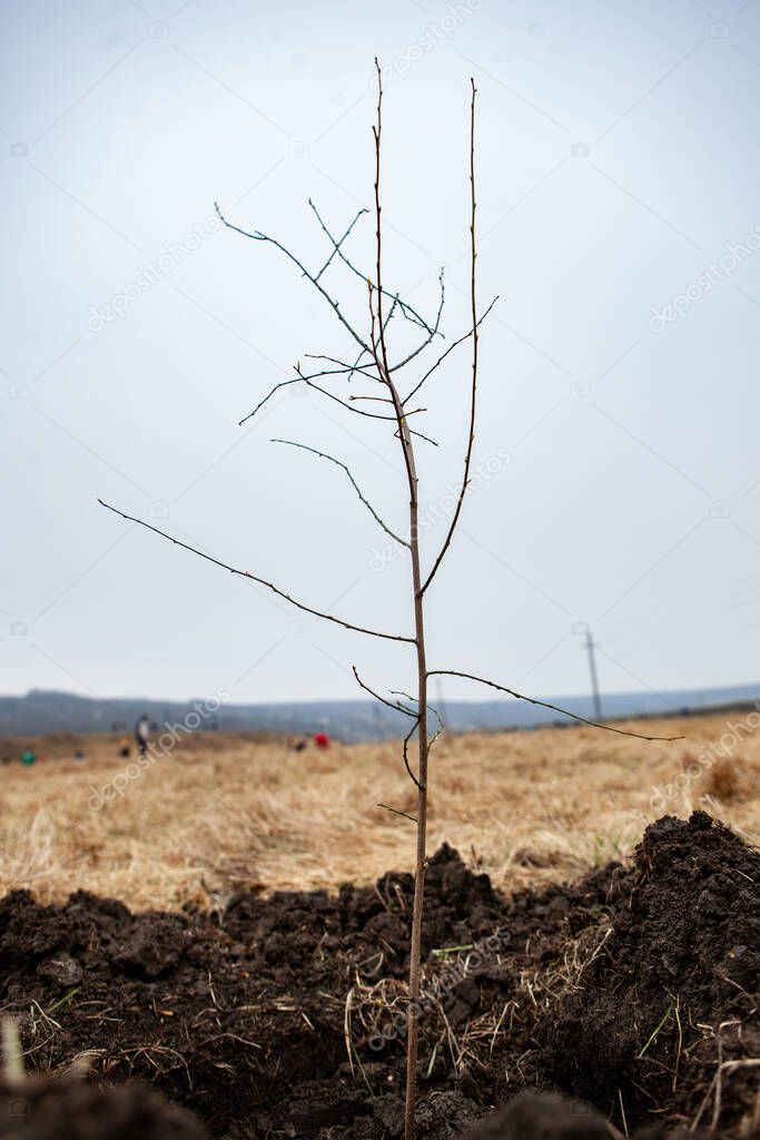 Tree planting is the process of transplanting tree seedlings, generally for forestry, land reclamation, or landscaping purpose