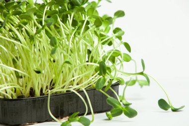 Canlı lahanalı yiyecekler. Evde mikro bitkiler yetişiyor. Vejetaryenler için çiğ bitkiler. Doğal detoks