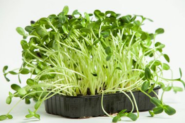 Canlı lahanalı yiyecekler. Evde mikro bitkiler yetişiyor. Vejetaryenler için çiğ bitkiler. Doğal detoks