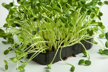 Mikro yeşiller, pamuk yaprakları geliştikten hemen sonra toplanan sebzelerdir.