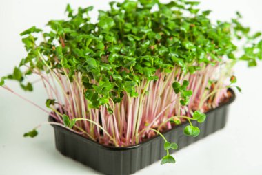 Mikro yeşiller, pamuk yaprakları geliştikten hemen sonra toplanan sebzelerdir.