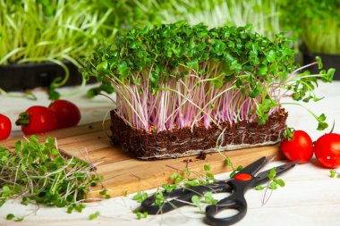 Mikro yeşiller, pamuk yaprakları geliştikten hemen sonra toplanan sebzelerdir.