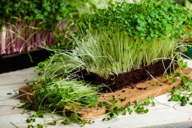 Mikro yeşiller mükemmel taze sebzeler, otlar ve yeşiller yüksek seviyede antioksidan, vitamin, mineral ve enzimler içeriyor.