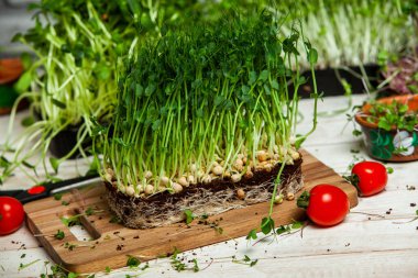 Mikro yeşiller mükemmel taze sebzeler, otlar ve yeşiller yüksek seviyede antioksidan, vitamin, mineral ve enzimler içeriyor.