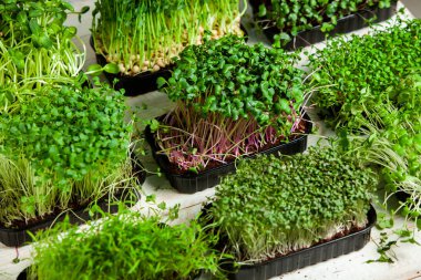 Mikro yeşiller mükemmel taze sebzeler, otlar ve yeşiller yüksek seviyede antioksidan, vitamin, mineral ve enzimler içeriyor.