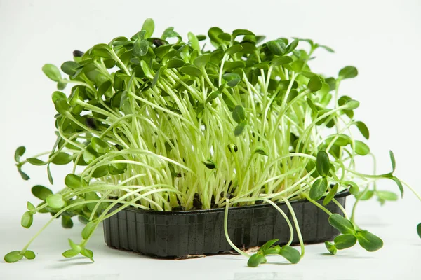 Canlı lahanalı yiyecekler. Evde mikro bitkiler yetişiyor. Vejetaryenler için çiğ bitkiler. Doğal detoks