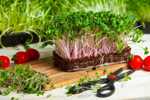 Microgreens are vegetable greens harvested just after the cotyledon leaves have developed