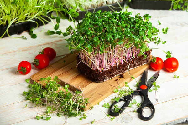 Microgreens are vegetable greens harvested just after the cotyledon leaves have developed