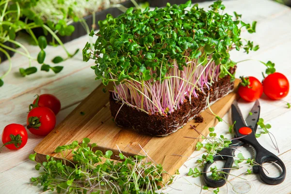 Microgreens are vegetable greens harvested just after the cotyledon leaves have developed