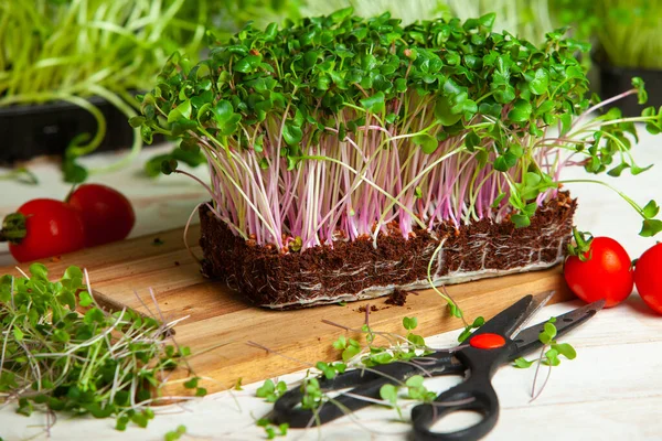 Microgreens are vegetable greens harvested just after the cotyledon leaves have developed