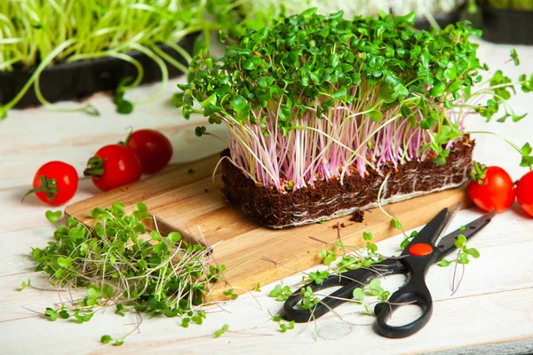 Microgreens are vegetable greens harvested just after the cotyledon leaves have developed