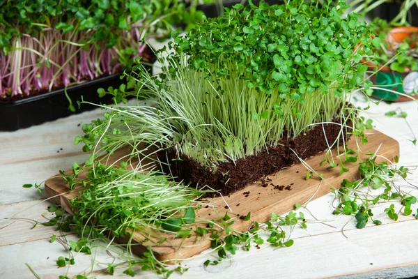 Microgreens are vegetable greens harvested just after the cotyledon leaves have developed