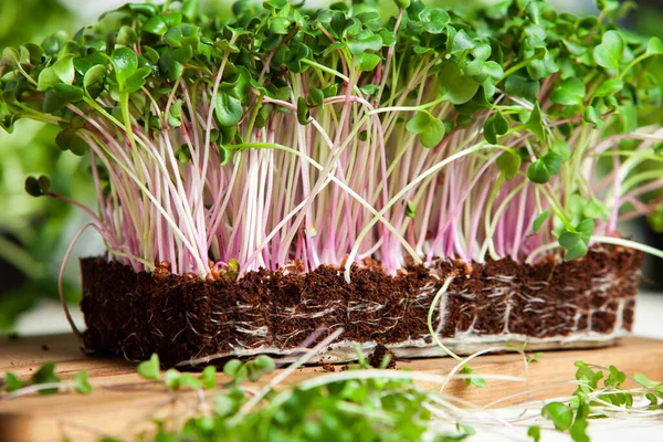 Microgreens are vegetable greens harvested just after the cotyledon leaves have developed