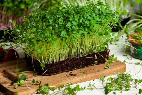 Microgreens are vegetable greens harvested just after the cotyledon leaves have developed