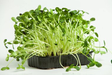 Canlı lahanalı yiyecekler. Evde mikro bitkiler yetişiyor. Vejetaryenler için çiğ bitkiler. Doğal detoks