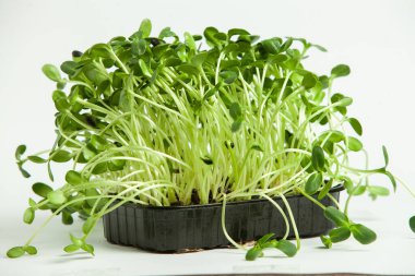 Canlı lahanalı yiyecekler. Evde mikro bitkiler yetişiyor. Vejetaryenler için çiğ bitkiler. Doğal detoks