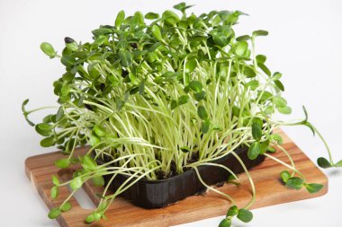 Canlı lahanalı yiyecekler. Evde mikro bitkiler yetişiyor. Vejetaryenler için çiğ bitkiler. Doğal detoks