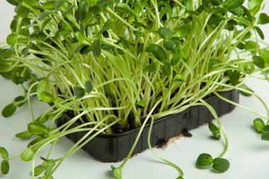 Canlı lahanalı yiyecekler. Evde mikro bitkiler yetişiyor. Vejetaryenler için çiğ bitkiler. Doğal detoks