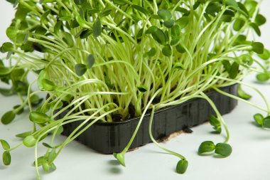 Canlı lahanalı yiyecekler. Evde mikro bitkiler yetişiyor. Vejetaryenler için çiğ bitkiler. Doğal detoks